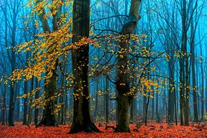  da Lars van de Goor †