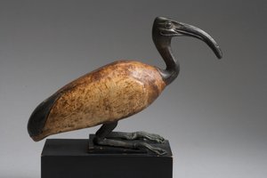 Ibis