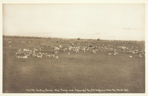 Il campo degli agnelli