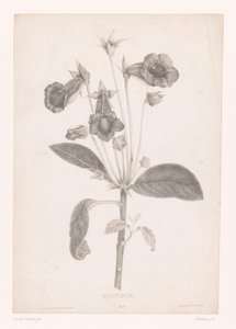 Gloxinia da Laure Devéria
