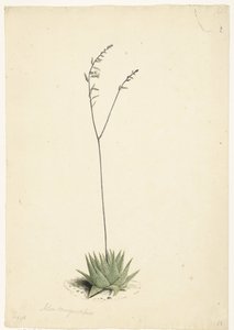 Aloe in fiore da Laurens Vincentsz. van der Vinne