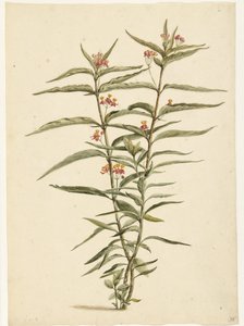 Fiore di Asclepias curassavica in fiore da Laurens Vincentsz. van der Vinne