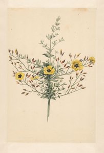 Hemelroosje da Laurens Vincentsz. van der Vinne