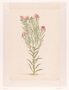 Pianta con fiori rosa da Laurens Vincentsz. van der Vinne