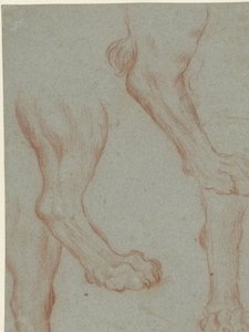 Foglio di studio con due zampe di leone da Leandro Bassano