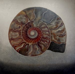 Ammonite d