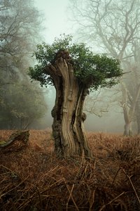 Antico bonsai, 2025 (foto) da Lee Cooper