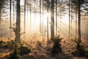 Emberwood, 2023 (foto) da Lee Cooper