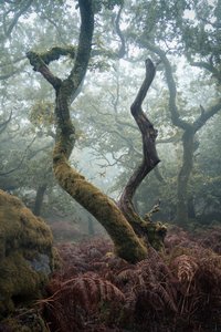 Lanterna tra gli alberi, 2024 (foto) da Lee Cooper
