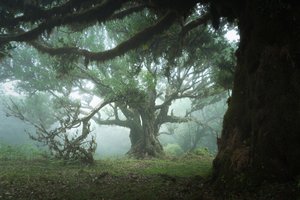 Il bosco di raccolta, 2023 (foto) da Lee Cooper
