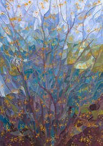 Amamelide in fiore da Leigh Glover