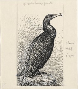 Cormorano da Leo Gestel
