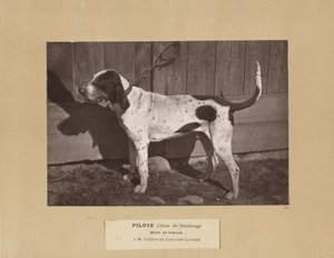 Pilote, Cane di Saintonge, Meute de Virelade, A.M. Joseph de Carayon Latour da Leon Cremiere