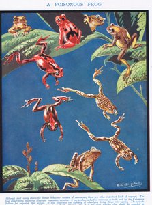 Una rana velenosa, illustrazione da 