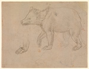 Un orso che cammina da Leonardo da Vinci