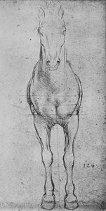 Un cavallo visto di fronte da Leonardo da Vinci