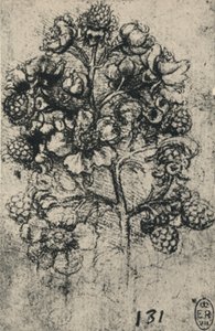 Un ramo di rovi, c1480-1945