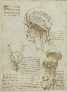 Foglio di manoscritto con disegni anatomici e note da Leonardo da Vinci
