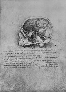 Disegno anatomico di un cranio a sinistra, c1480 da Leonardo da Vinci