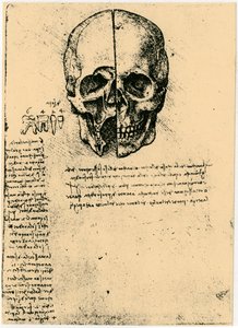 Schizzo anatomico di un cranio umano, c1472-1519