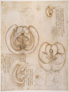 Studi di anatomia da Leonardo da Vinci