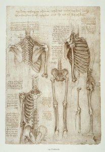 Studi di anatomia da Leonardo da Vinci