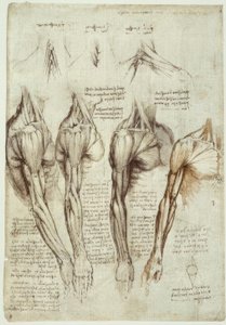 Studi di anatomia da Leonardo da Vinci
