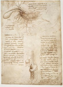 Studi di anatomia
