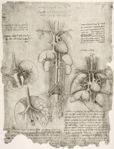 Studi anatomici da Leonardo da Vinci