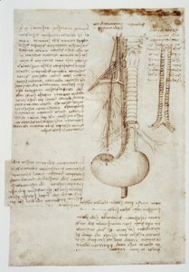 Studi anatomici da Leonardo da Vinci