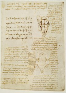 Studi anatomici