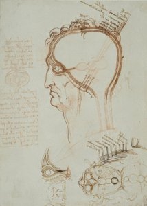 Studi anatomici da Leonardo da Vinci