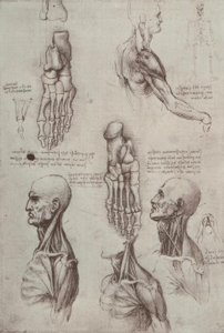 Studi di anatomia da Leonardo da Vinci