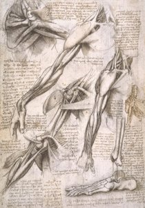 Studi di anatomia da Leonardo da Vinci