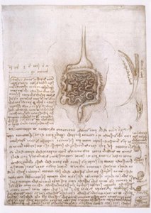 Studi di anatomia da Leonardo da Vinci
