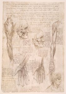 Studi di anatomia da Leonardo da Vinci