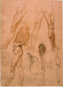 Studi anatomici: muscolatura della gamba da Leonardo da Vinci