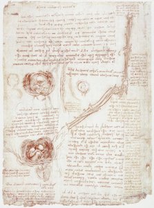 Studi anatomici: Movimento dell