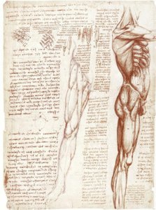 Studi anatomici: La muscolatura del tronco e delle gambe da Leonardo da Vinci