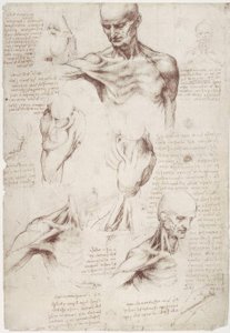 Studi anatomici: I muscoli superficiali del collo e della spalla da Leonardo da Vinci