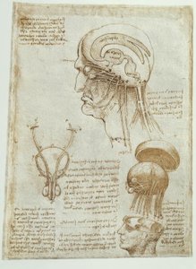 Studi anatomici: cervello, ventricoli cerebrali e nervi cerebrali / maschile da Leonardo da Vinci