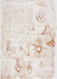 Studi anatomici: cordone ombelicale / feto...