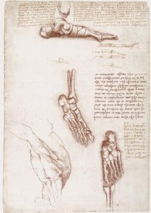 Studi di anatomia: anatomia superficiale della spalla / ossa del piede da Leonardo da Vinci