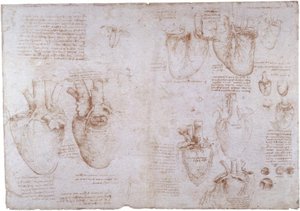 Studi anatomici: vene superficiali da Leonardo da Vinci