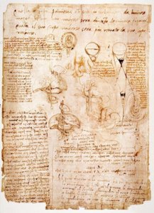 Studi anatomici: organi dell
