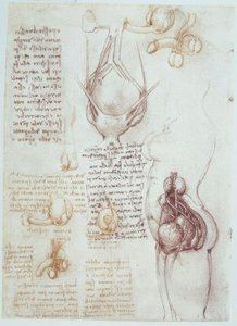 Studi di anatomia: rappresentazioni comparative di genitali maschili e femminili da Leonardo da Vinci