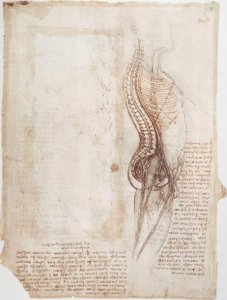 Studi di anatomia: Colonna vertebrale da Leonardo da Vinci