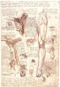 Studi di anatomia: lingua, faringe, laringe ed esofago da Leonardo da Vinci