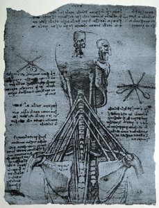 Struttura ossea del collo e della spalla umana, copia facsimile da Leonardo da Vinci