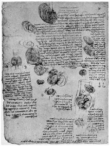 Diagramma del vortice sanguigno nel cuore, fine XV o inizio XVI secolo, 1954